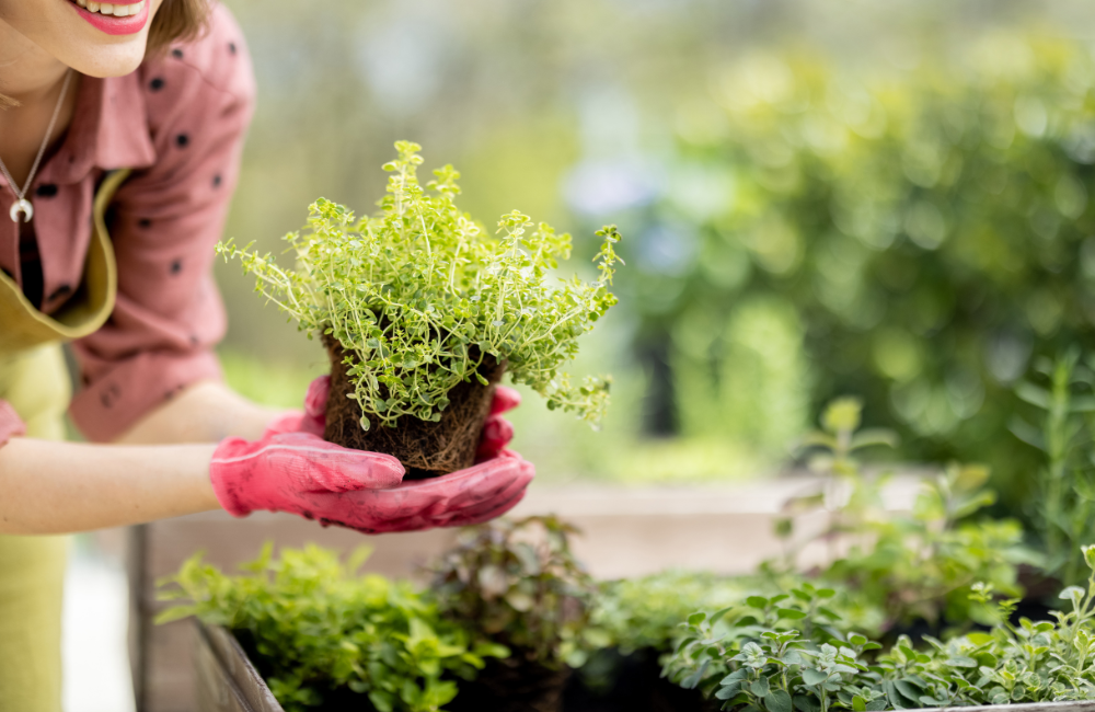 10 ervas indispensáveis para cultivar em casa