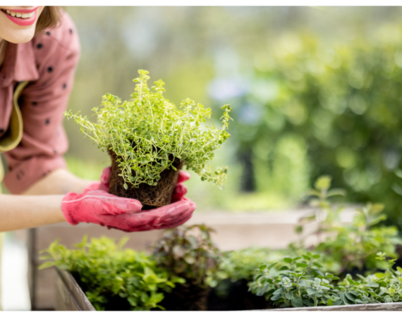 10 ervas indispensáveis para cultivar em casa