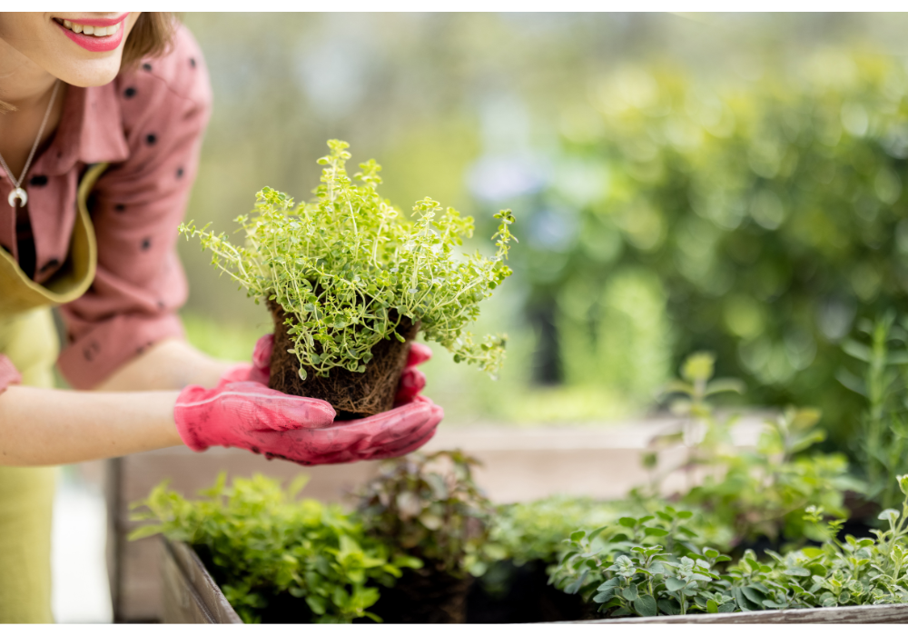 10 Ervas Indispensáveis para Você Cultivar em Casa e Transformar Suas Receitas